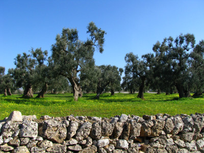 Emergenza Xylella - Appello alla Commissione Europea