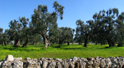 Emergenza Xylella - Appello alla Commissione Europea